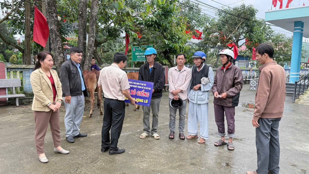 Ban Quản lý Khu kinh tế Phú Yên tiếp tục trao tặng 11 con bò giống lai hỗ trợ người dân bị thiệt hại do mưa lũ (đợt 2)